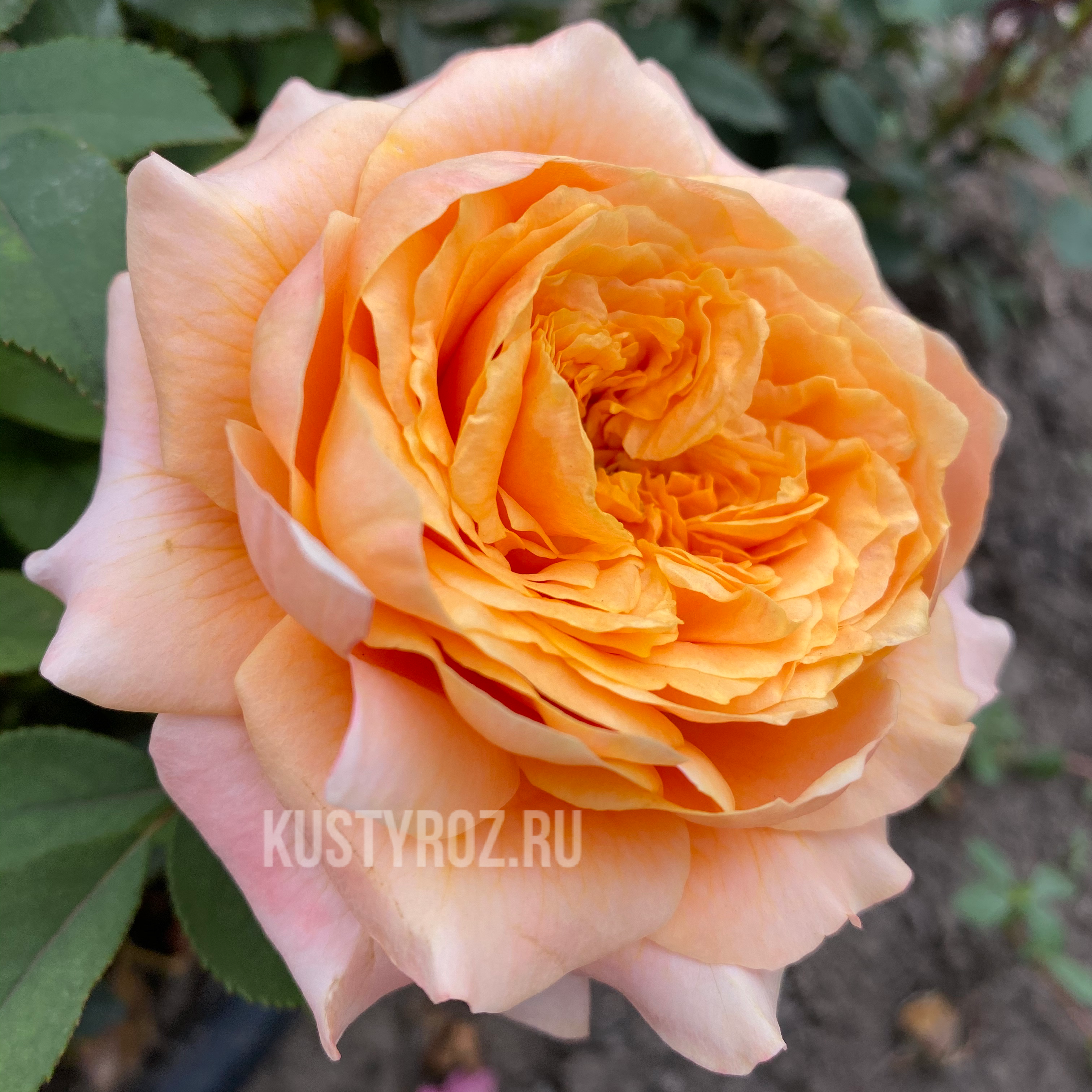 Шерлок Холмс в Махачкале