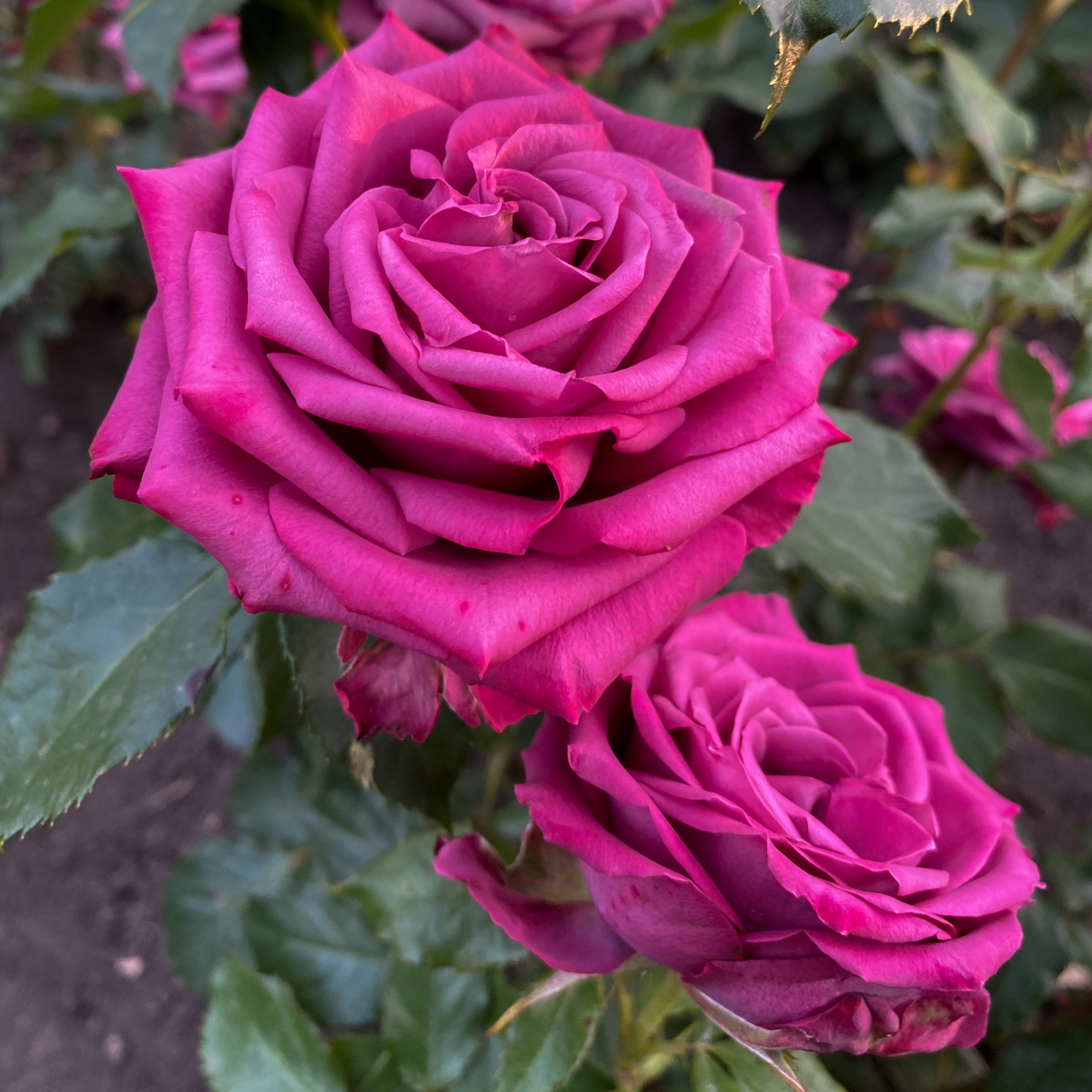 Даниэль ост (Daniel ost) в Махачкале