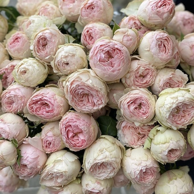 Мэнсфилд парк (Mansfield Park) в Махачкале