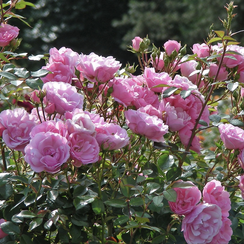 Ройял Боника в Махачкале