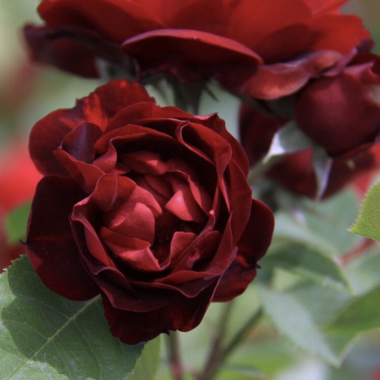 Маликорн в Махачкале