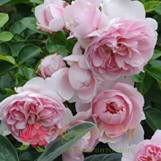 Вайлдив (Wildeve) в Махачкале