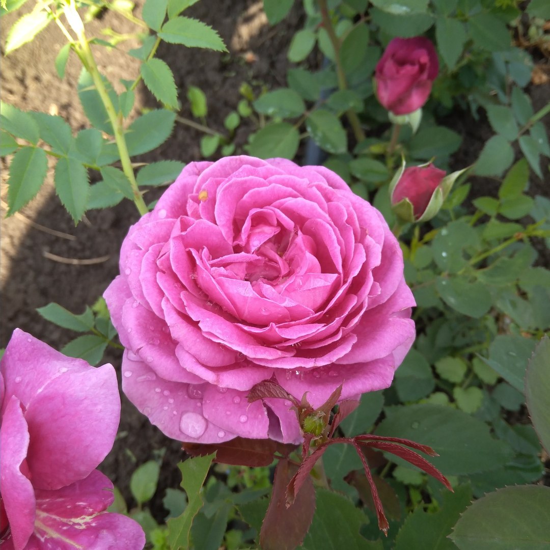 Олд Порт (Old Port) в Махачкале