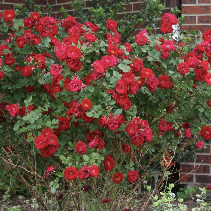 Аделаида Худлесс в Махачкале