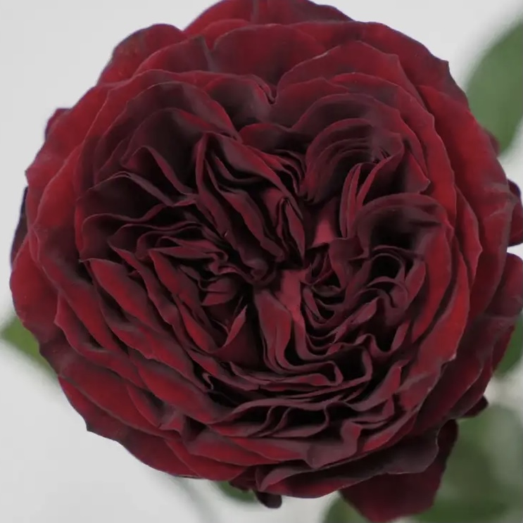 Майра Ред в Махачкале