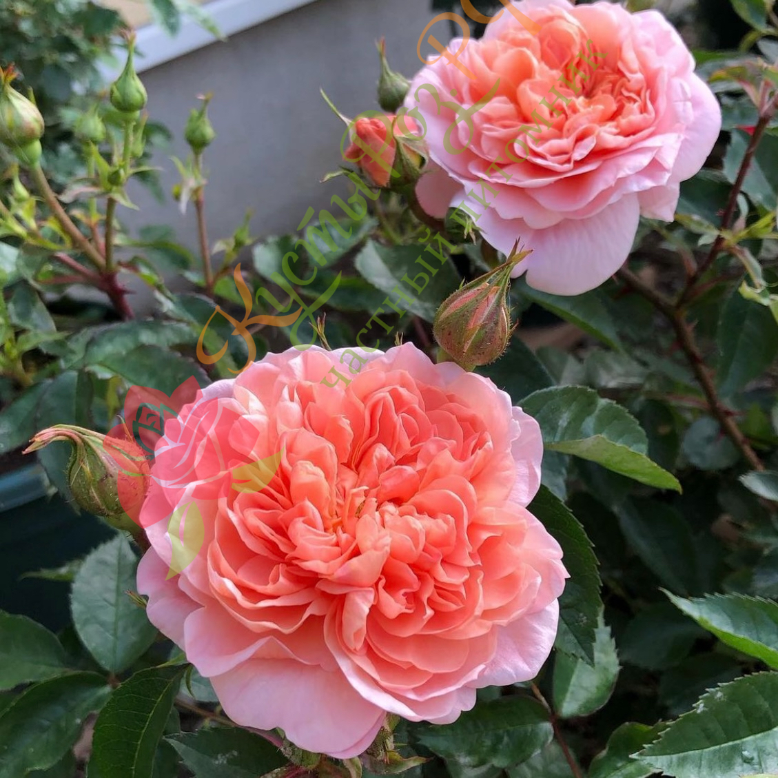 Колетт (Colette) в Махачкале