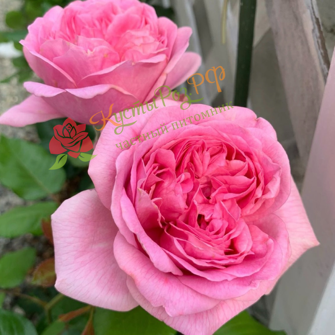 Помпадур в Махачкале