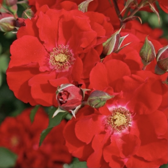 Ротер Корсар в Махачкале