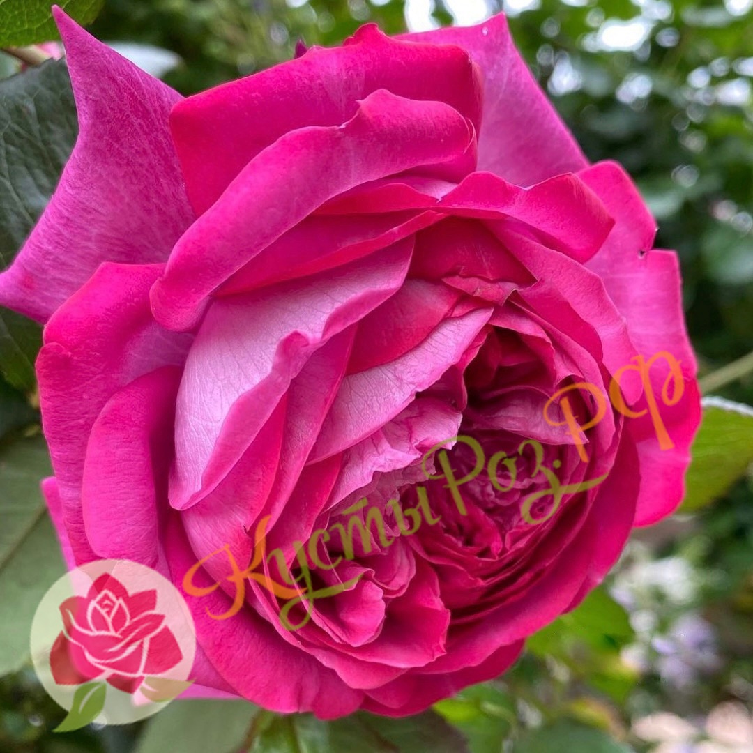 Гектор (Hector) в Махачкале