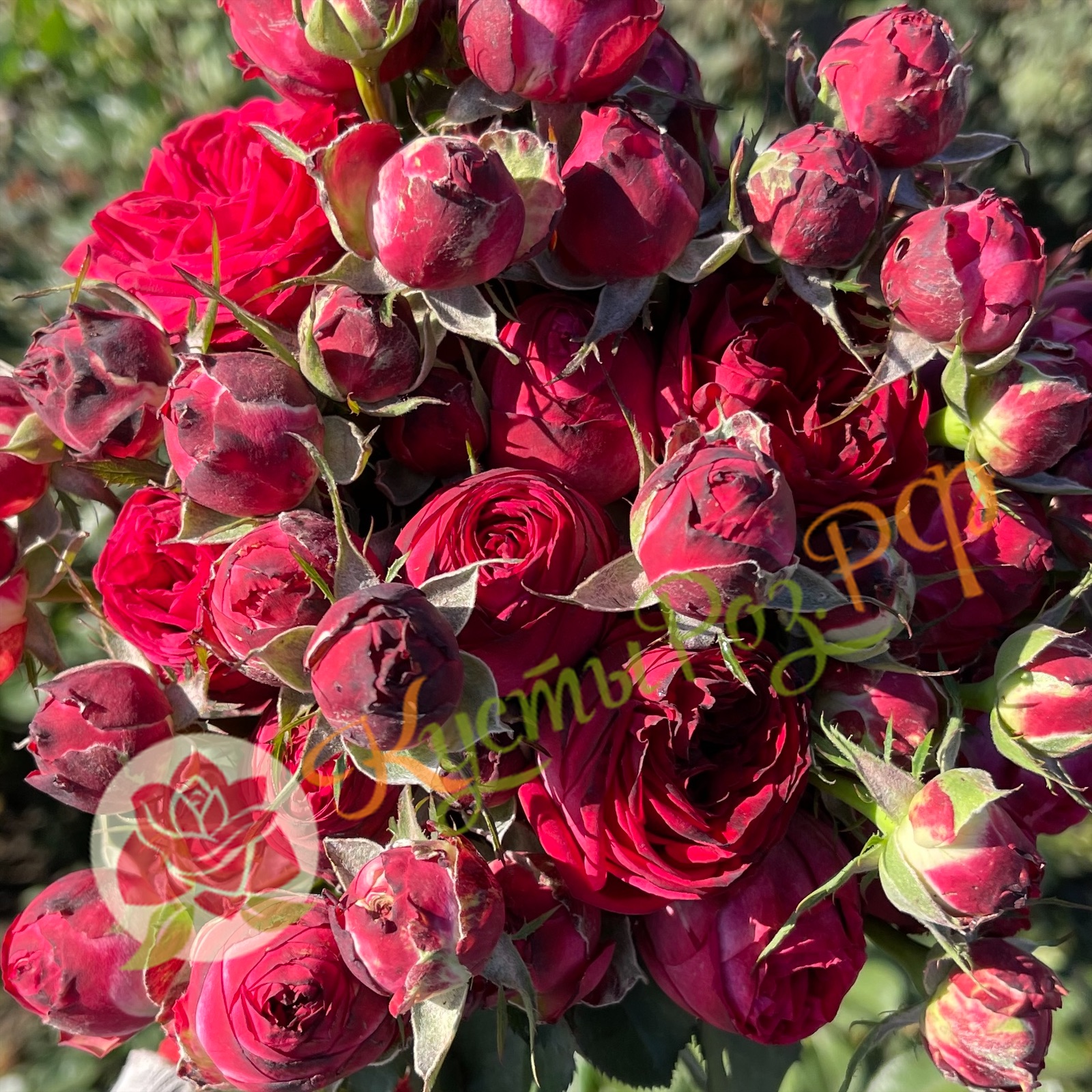 Роял Трандсеттер (Royal Trendsetter) в Махачкале