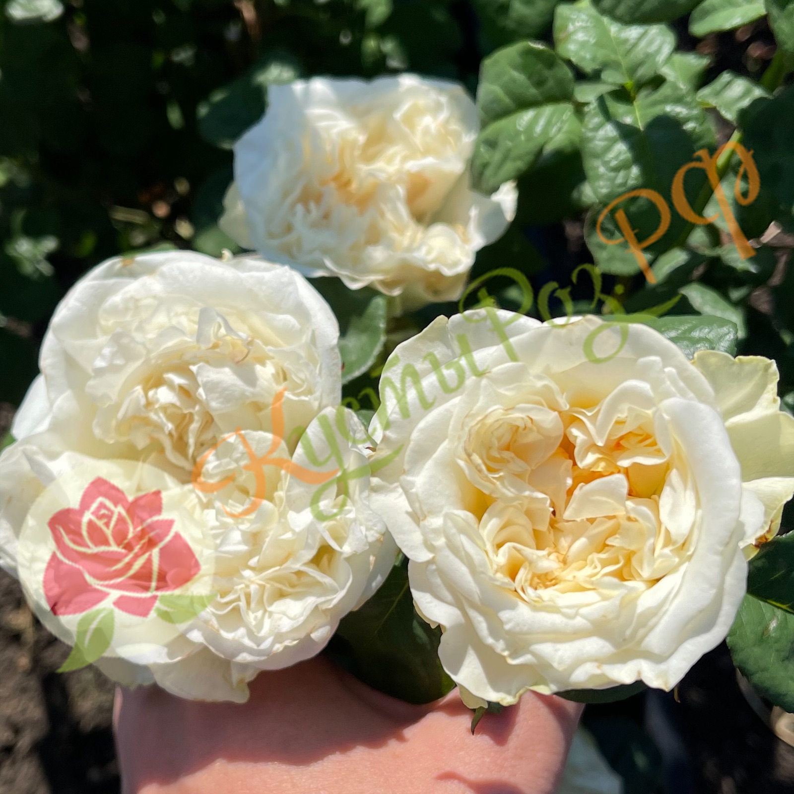 Фрозен (Frozen) в Махачкале