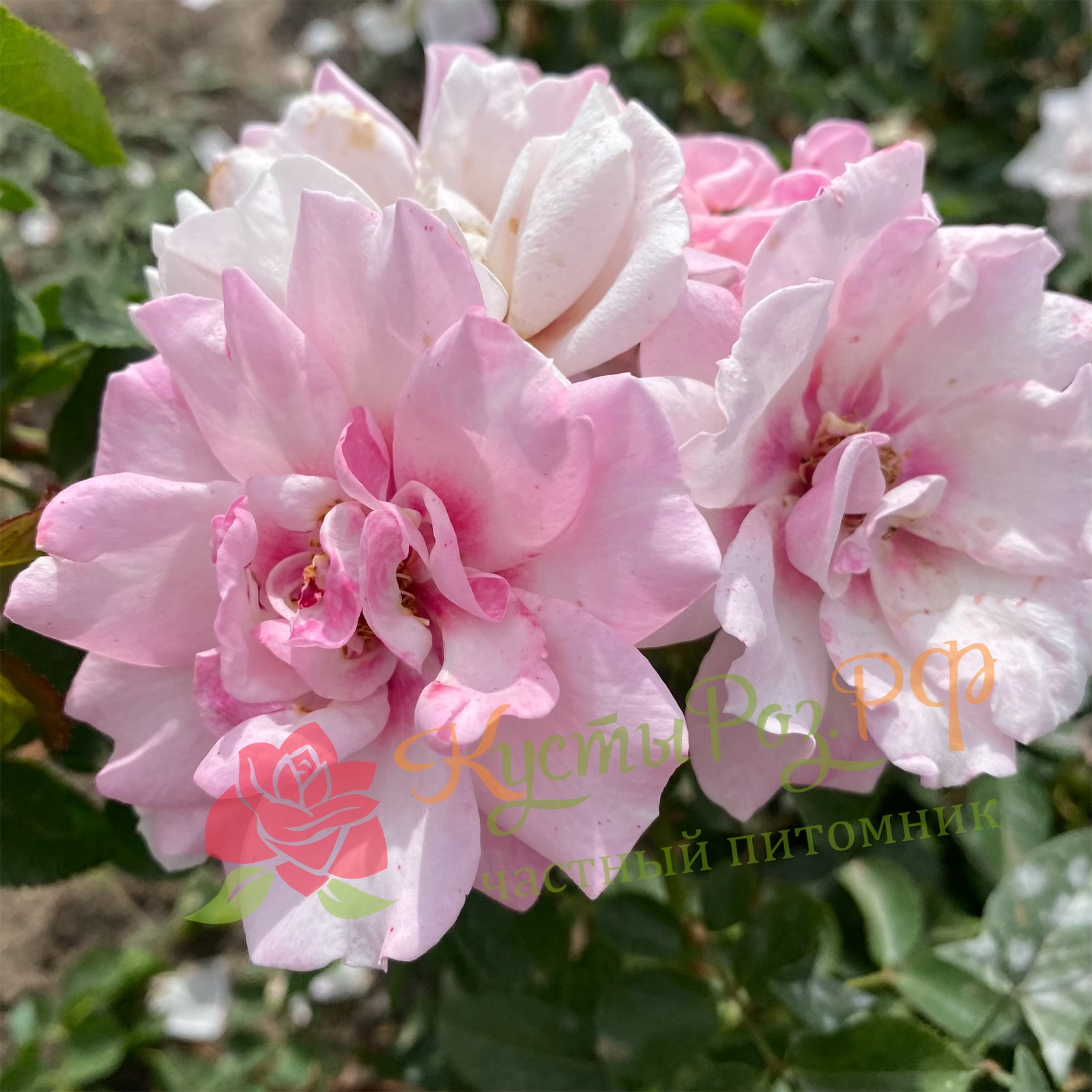 Энджел Айз (Angel Eyes) в Махачкале