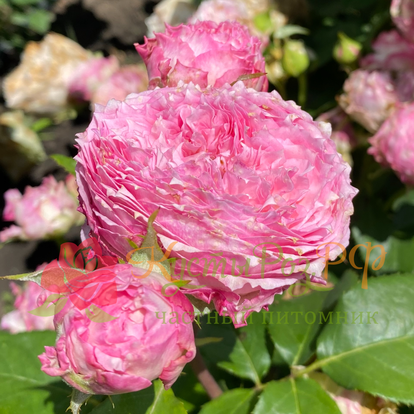 Кантри Спирит Леди (Country Spirit Lady) в Махачкале