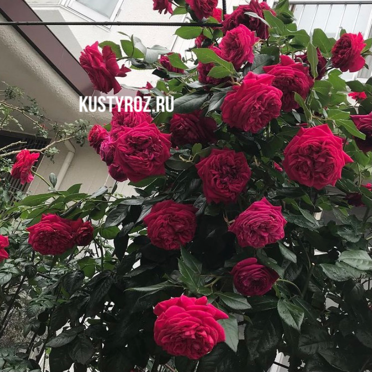 Републик дэ Монмарт в Махачкале