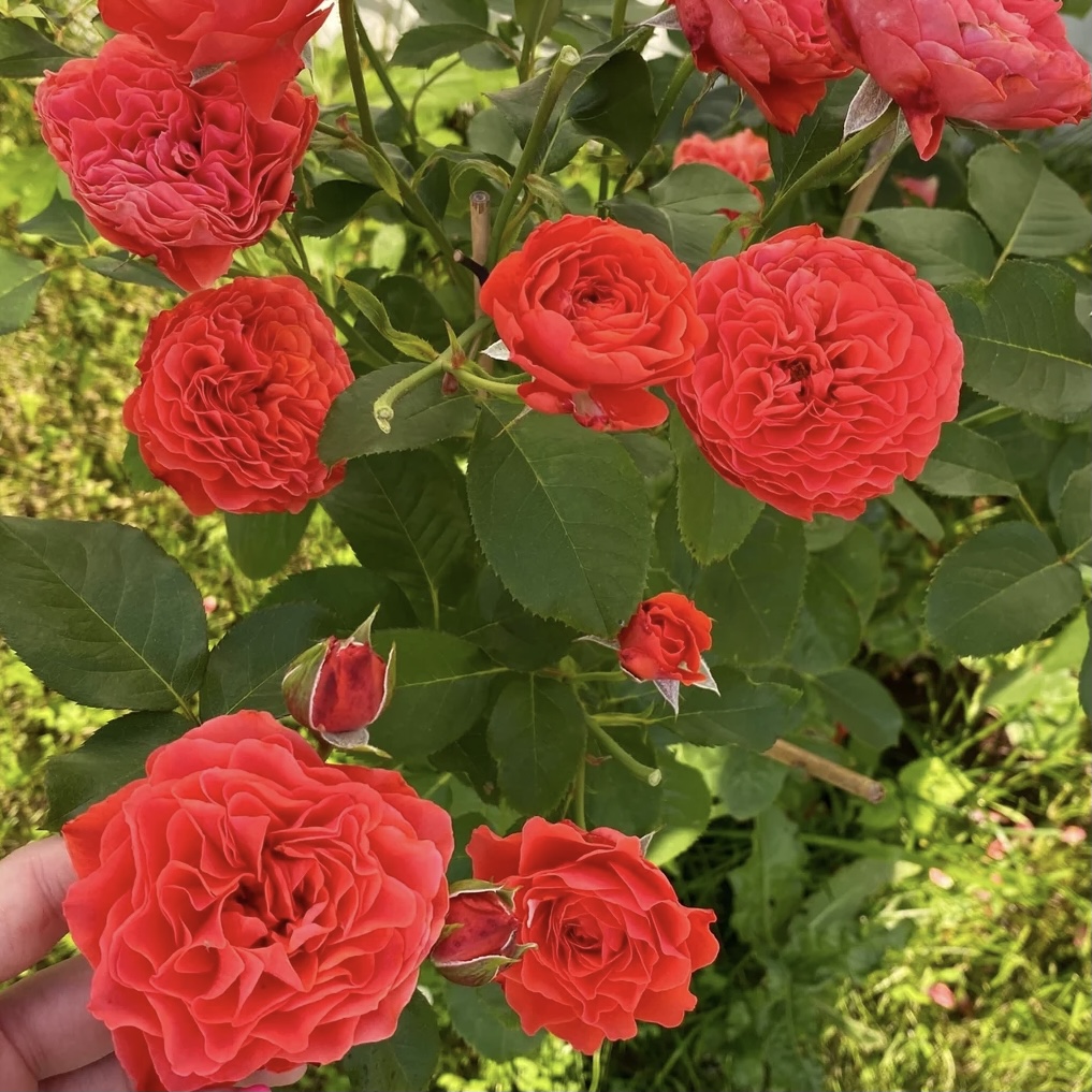 Леди оф Белград в Махачкале