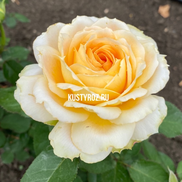 Чайковский (Tchaikovski) в Махачкале