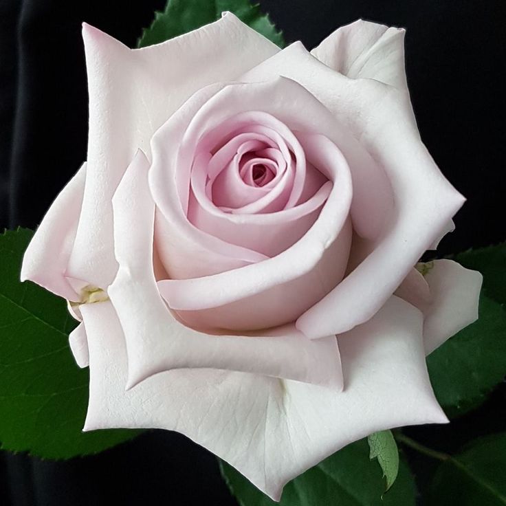 Баунти Вей  (Bounty Way) в Махачкале