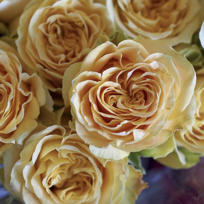 Шукрани (Shukrani) в Махачкале