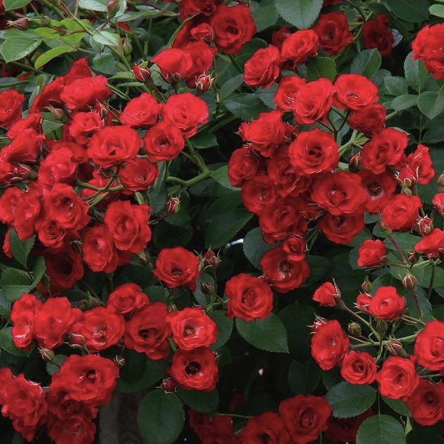 Скарлет Мейяндекор в Махачкале