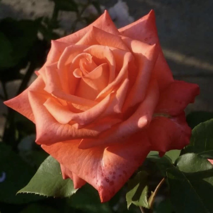 Импульс (Impulse) в Махачкале