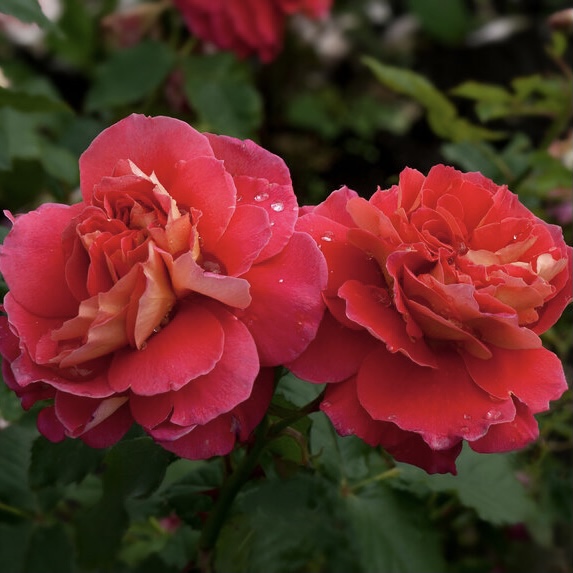 Рен Саммю в Махачкале