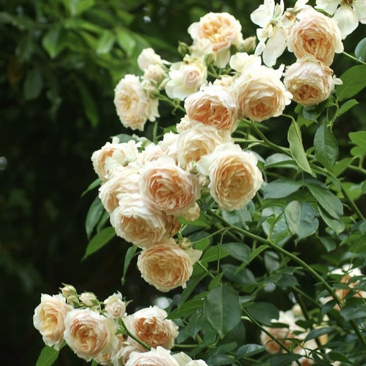 Джинджер Силлабаб в Махачкале