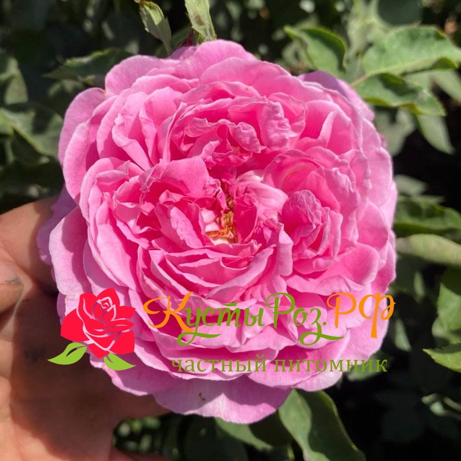 Викс Каприз (Vick’s Caprice) в Махачкале