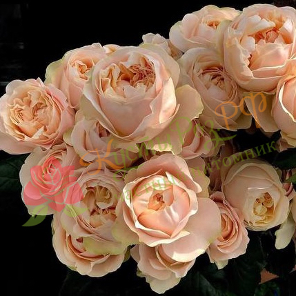 Анфогетбл (Unforgettable) в Махачкале