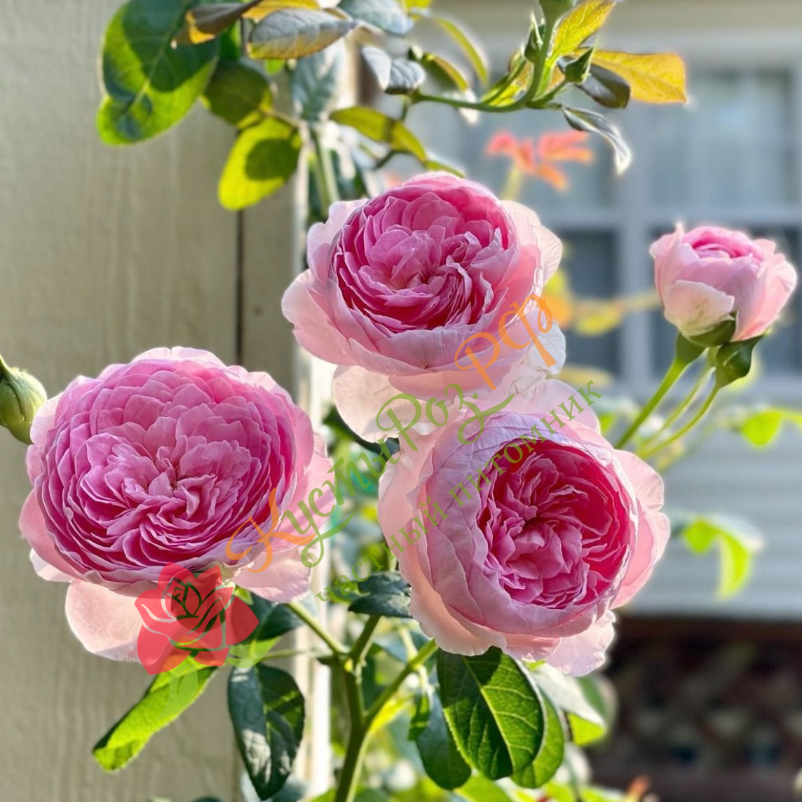 Мон Кёр (Mon Coeur) в Махачкале