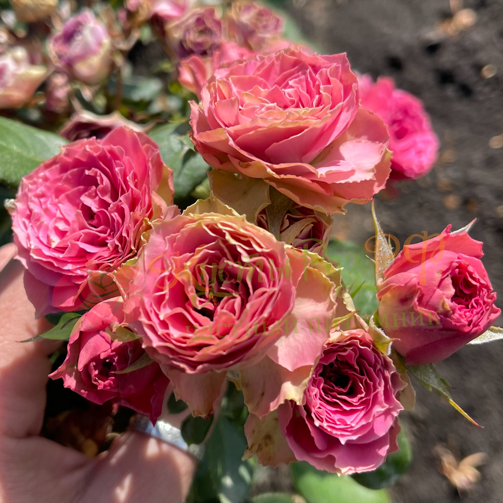 Пинк Бижу (Pink Bijoux) в Махачкале