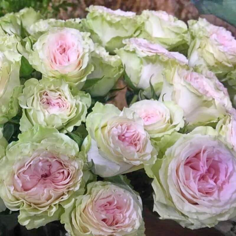 Грин Пинк в Махачкале