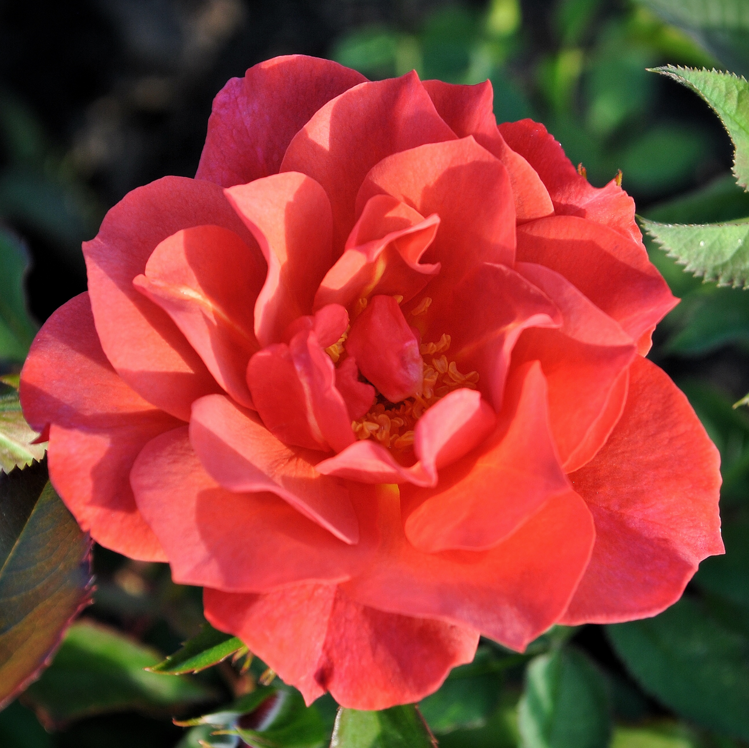 Чинко де Майо (Cinco de Mayo) в Махачкале