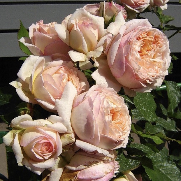 Шарль де Нерво в Махачкале