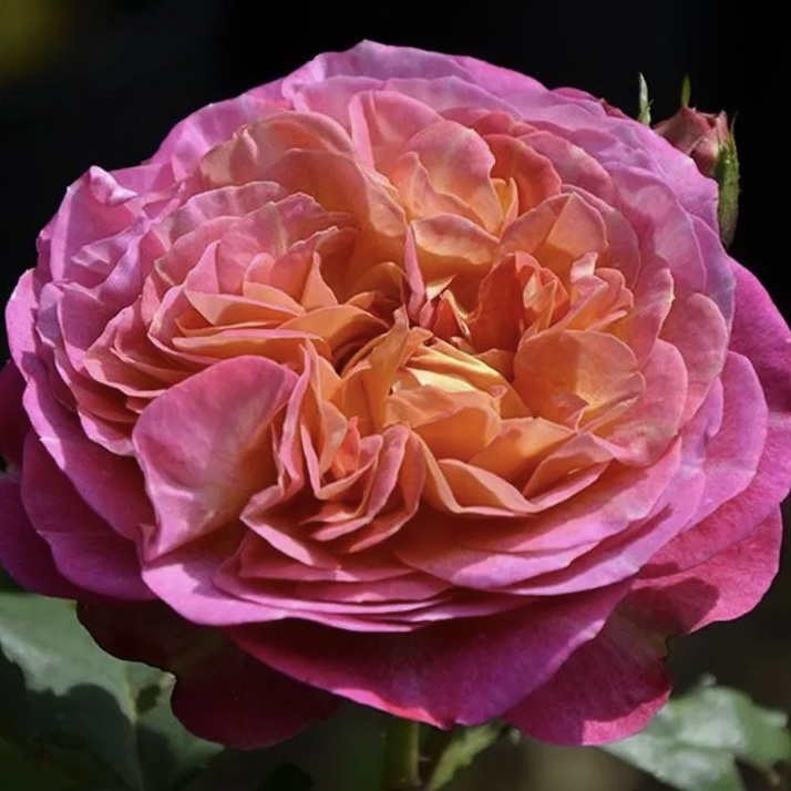 Сентенер де Лей-ле  (Centenaire de l'Haÿ-les-roses) в Махачкале