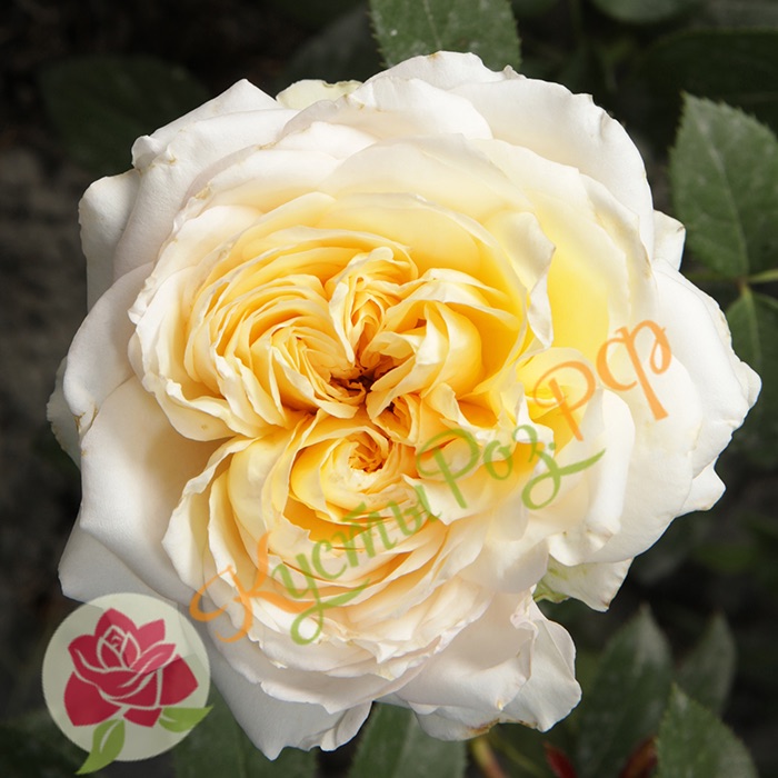 Май Гёрл (My Girl) в Махачкале