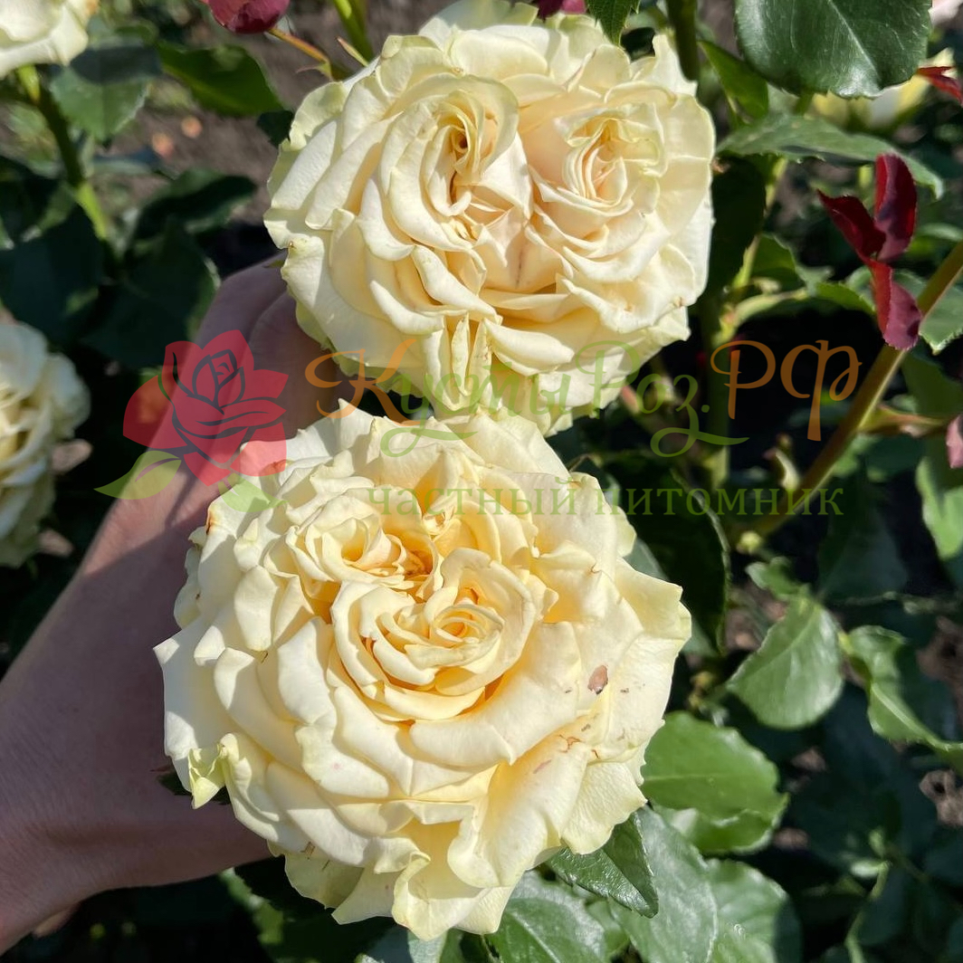 Марвел (Marvel) в Махачкале