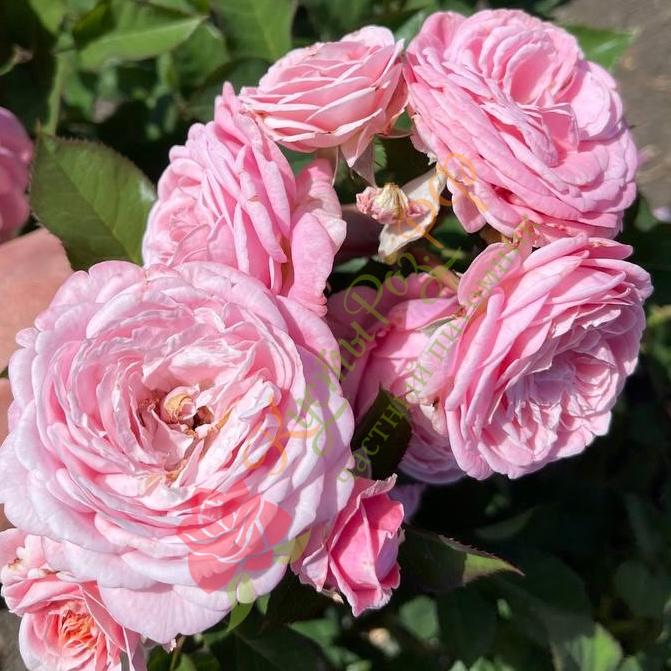 Розеграфин Мария Генриетта (Rosengräfin Marie Henriette) в Махачкале