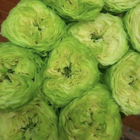 Дениз в Махачкале