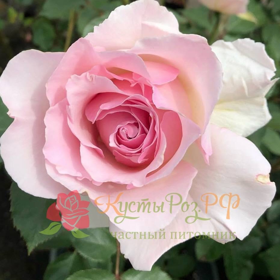 Ла Мари (La Mariee) в Махачкале