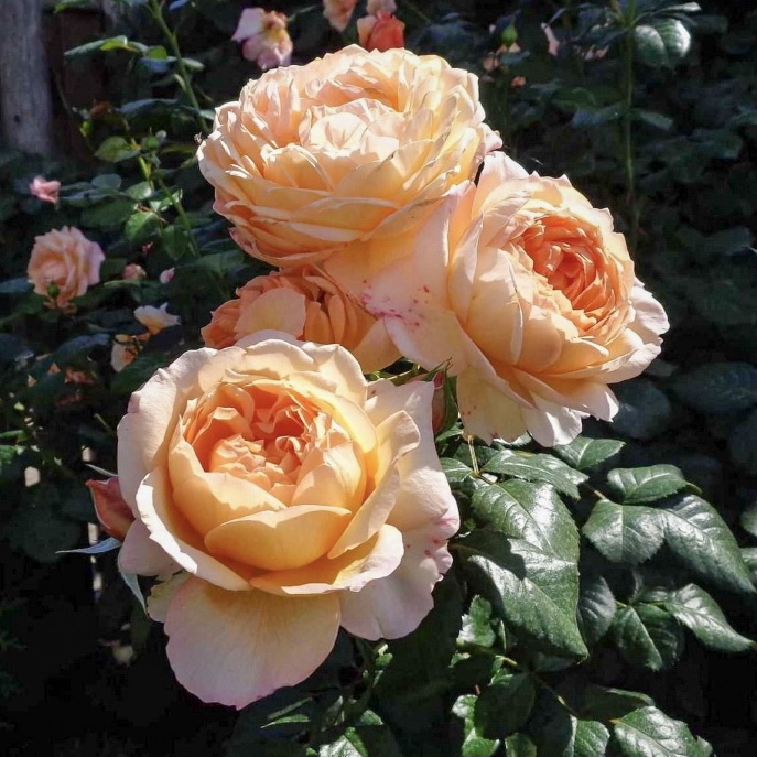 Капри в Махачкале