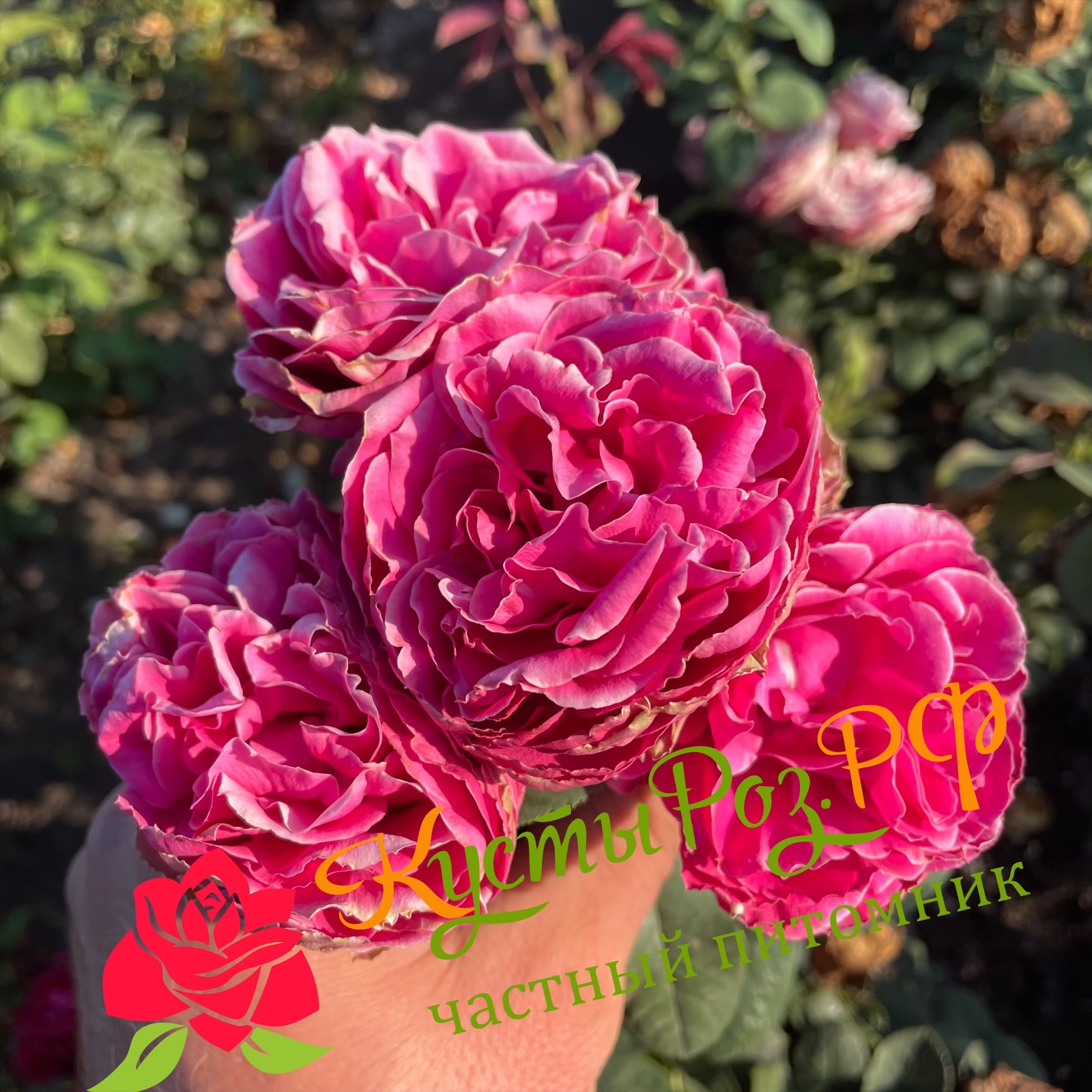 Хот Пинк Лейс (Hot Pink Lace) в Махачкале