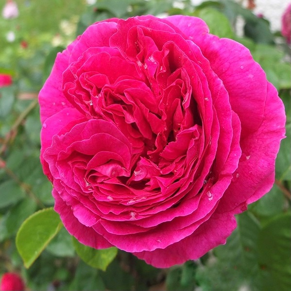 Отелло в Махачкале