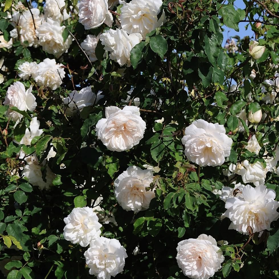 Мадам Альфред Карье в Махачкале