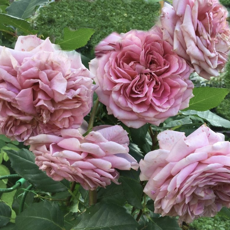 Французское Платье в Махачкале