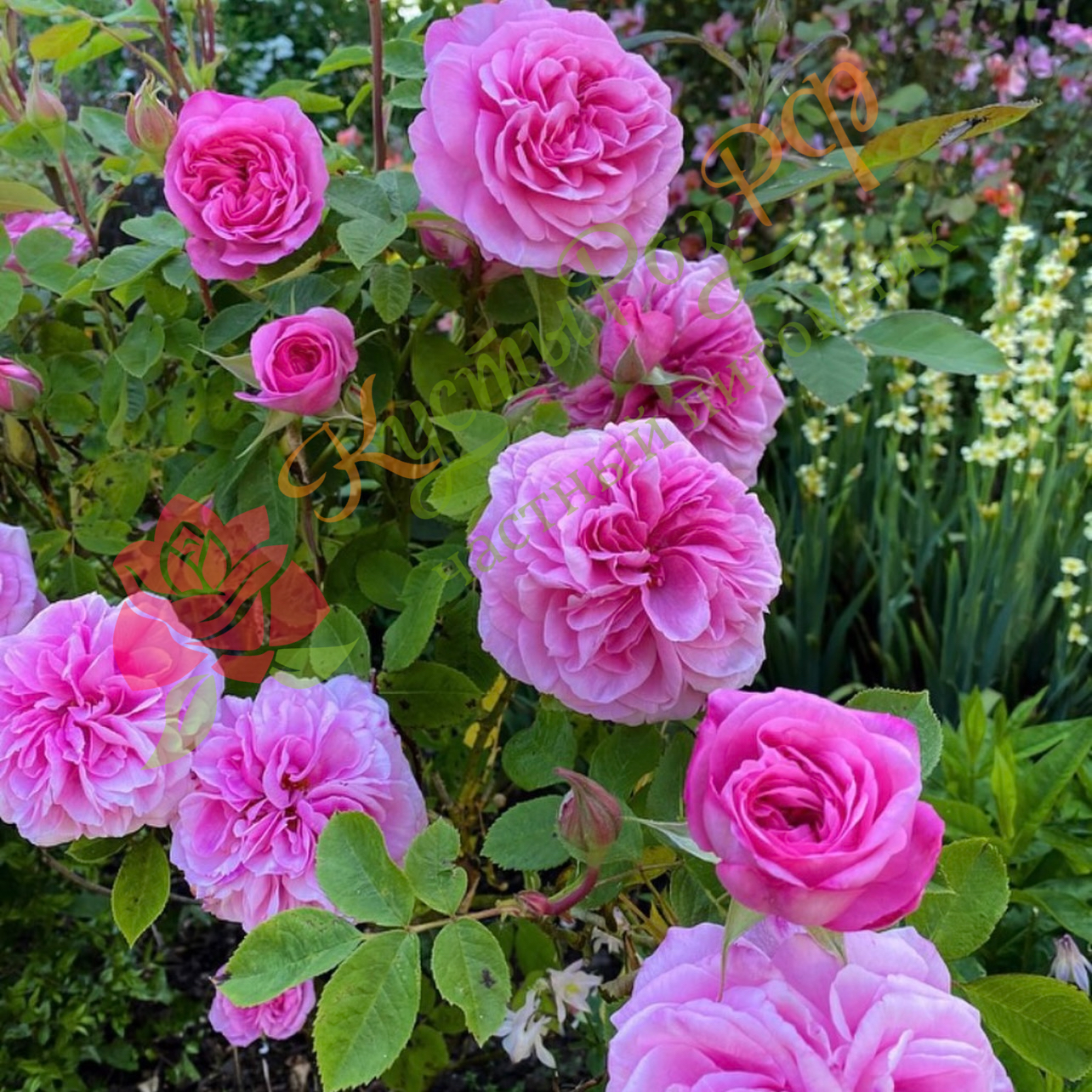 Гертруда Джекилл (Gertrude Jekyll) в Махачкале