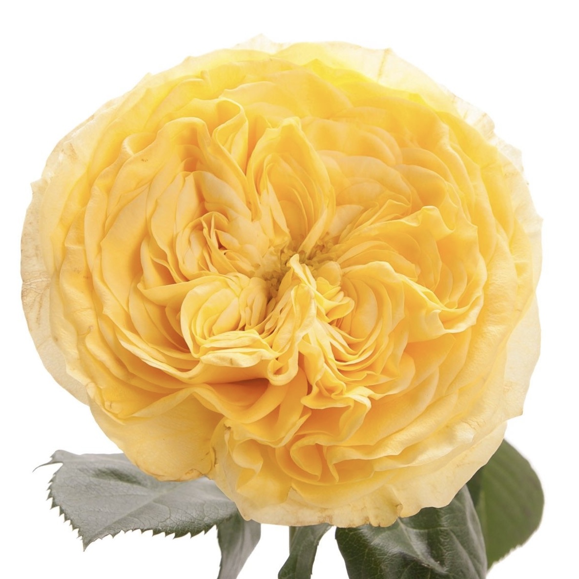 Лемон Помпон в Махачкале