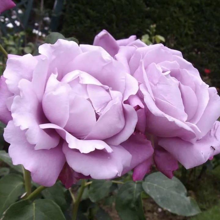 Шарль де Голь в Махачкале