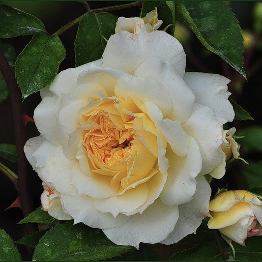 Марк-Антуан Шарпантье в Махачкале