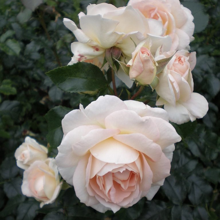 Мария Антуанетта в Махачкале