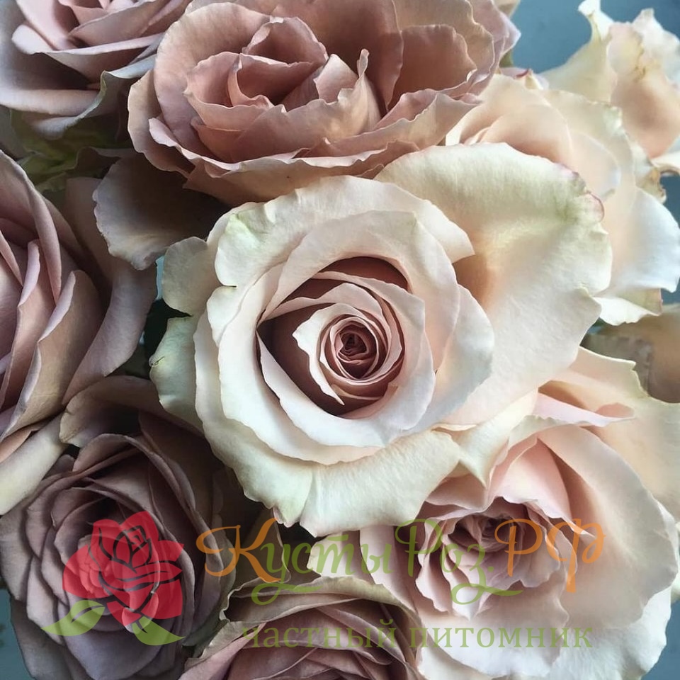 Квиксенд (Quicksand) в Махачкале